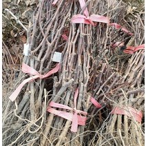 키움원예 mba머루포도 묘목 1주 조경수 묘목, 1개