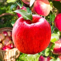 햇사과 홍로사과 신선사과 경북 산지직송, 5kg, 중 (17-21과), 1개