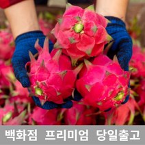 [특등급선별] 용과 4.5kg 선물 과일 열대과일 과일추천 맛있는과일 용과 용과먹는법 레드용과 적용과 붉은용과 건조용과 용과선물세트