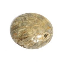 국화석 화석암 화색암 천연석 행운원석 HSROU-5216, 단품