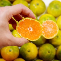 제주 귤 노지 서귀포 하우스 감귤 농장 2.5kg대과L-2L