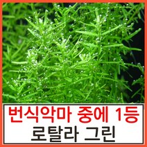 수초하우스) 로탈라그린(급성장종 중 가장 미친악마), 6촉