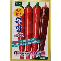 올복합 고추 1200립 고추종자 씨앗 자재스토어 사은품 증정 칼라병 탄저병 복합내병계, 1200립 1봉+자재스토어 사은품