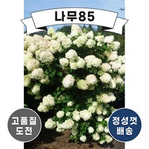 (나무85) 목수국 라임라이트 키 40cm 내외 포트 (2주 묶음)