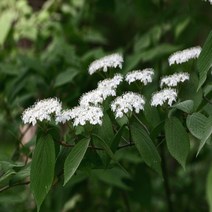 덜꿩나무 5주 (키1.2미터)