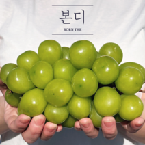 수출용 거창 샤인머스캣 백화점 납품 2kg 4kg 샤인머스켓, 수출용 특품 샤인머스캣 2.3kg
