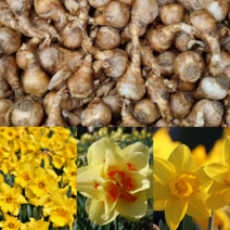 [라이브묘목농원] 수선화 구근 모종, *세일*타이티(5구묶음)