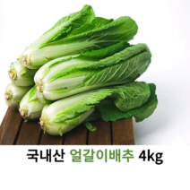 국내산 신선한 얼갈이 배추 2kg 4kg 국산 싱싱한 얼갈이 당일수확 대용량 박스 단배추 최상급 청방배추 햇배추