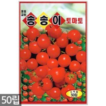 땅콩 씨앗 30g - 씨 땅콩씨앗 땅콩씨 콩씨앗 콩씨 견과류 주말농장 텃밭, 09_송송이방울토마토(50립)