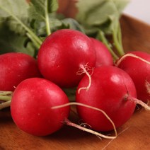 농사꾼아내 래디시 방울무 적환무 100g, 래디시 100g