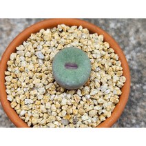 코노피튬/입술파가에-2923 아프리카농장, 1개