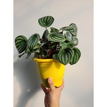 수박페페 대품 동글동글 25~40cm 109