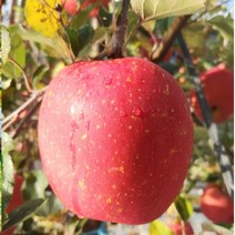 괴산 청송 의성 내외 10K 문경 단양 안동 영양사과 상주사과 소백산 영주 부사 풍기