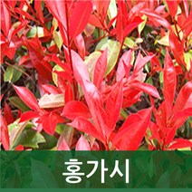 순희농장 홍가시레드로빈 홍가시묘목 레드로빈홍가시나무묘목, 홍가시포트(20cm전후), 4개