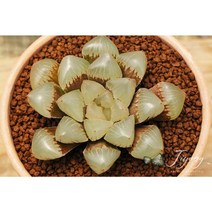 하월시아 옵투사 공기정화식물 화분 선물 개업선물 집들이 입사 선물, 3_이태리 토분D11(토분 받침 포함), 9_도도손