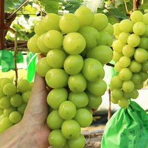 천안 입장 샤인머스켓 포도 1kg, 없음