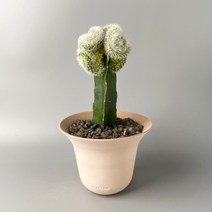 백망룡 철화 접목 선인장 - 구불구불 하얀 빛깔의 미니 밍크선인장, 오아지앙 포피팟 완성분 (산백/흑 색상), 1개