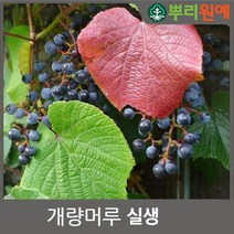 뿌리원예 개량머루 묘목실생1년 20cm 이상 2주