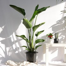 보거스플라워 여인초 대형화분 해초바구니 이태리토분, 1개, 여인초(특대형)+이태리토분