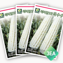 흥농상사 해피찰옥수수 종자 70립 X 3봉세트