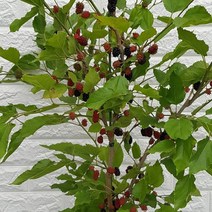 뽕나무(오디나무)30, 1개