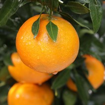 [올레돌밭농원] 23년 제주직송 돌밭레드향 1.5kg/2.5kg/4.5kg 가정용, 돌밭레드향2.5Kg 중소과