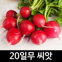 적환20일무 무우씨앗 무우 씨앗 (radish seed 1000알)