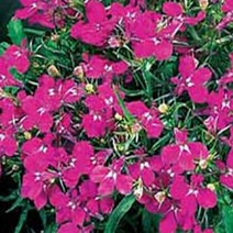 모종/로벨리아-로즈/3개 KM1405