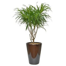 플라워리퍼블릭 자바2 공기정화식물 미세먼지식물 가습식물