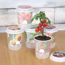 쭈bapha_그로우 톡톡 - 마음을 노크하는 작은 정원 메리골드키우기 방울토마토키우기 반려식물키우기 꽃키우기 씨앗키우기 인테리어키우기 봉선♥LtMS, ♥LtMS해바라기