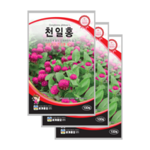 천일홍 씨앗 100립 천날살이풀 종자 globe amaranth, 7
