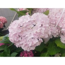 수국포트묘 꽃묘목 모종 (갤럭시 은하수 무희 투개더 프릴 메구미), 웜스레드
