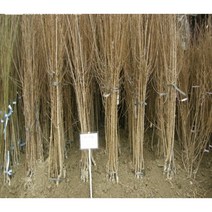 봄바람가든 자두묘목 추휘 접목1년특묘 자두나무 꼼꼼한포장 과실수 자두키우기 과실수 묘목