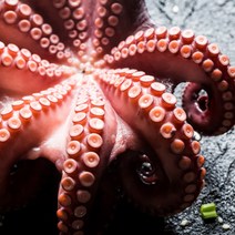 [추석명절선물세트] 명절 제수용 문어 한마리 1kg 1.5kg 2kg 3kg 자숙문어 삶은 데친 돌문어 문어숙회 올더파인, 3. 제수용 한마리 자숙문어 2kg