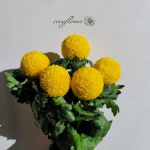 [코코 플라워] 퐁퐁국화 퐁퐁소국 생화택배 꽃배달싼곳, 노랑, 10송이