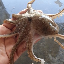 안젤라 제이 국내산 산지직송 당일조업 자연산 활쭈꾸미 알쭈꾸미 태안 신진도1kg, 1kg
