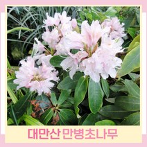 만병초나무 묘목 아까보쉬 대만산 만병초 4치포트 2개