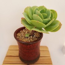 둥근잎비취후리데 다육이 겨울다유기 다육식물목170, 단품