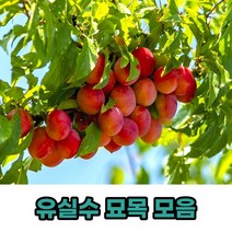 유실수 과실수 과일나무 묘목 모음, 청매실접목묘