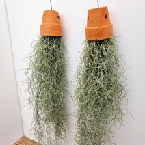 꽃나무팜 수염 틸란드시아 미세먼지제거 키우기쉬운 행잉식물