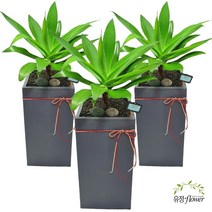 아가베 아테누아타 실내공기정화식물 관엽식물 개업식화분 당일배달