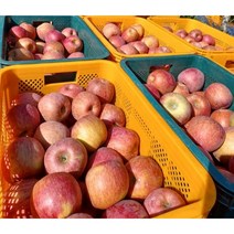 밀양 얼음골 사과 아삭하고 달콤한 꿀맛 가정용 사과, 부사 사과 1.3kg내외(5-6과)
