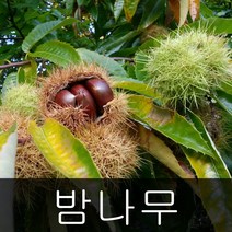 밤나무 옥광 대보 포르단 접목 1년생 중묘 상묘, 대보 접목 1년 상묘