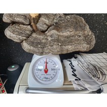 건조 대형 통말굽버섯 2kg 25만원