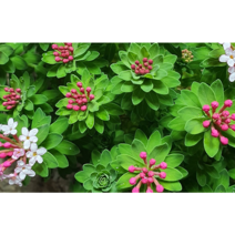 제주피뿌리<한라피뿌리>” class=”wr-img”></a></div></p></div></p></div></p></div><div class=