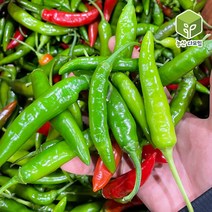 국내산 청양고추 반홍청양고추 5kg, 단품