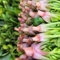 산지 직송 싱싱한 자연 영양제 남해 해풍 노지 시금치, 2단 800g