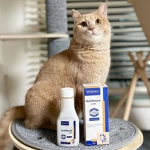 고양이 전용 종합 영양제 액상형 반려묘 면역력 질병 예방 수술 입원 산후조리 노령묘