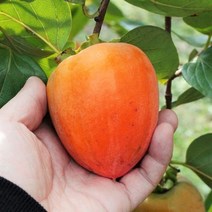 룰루네상점 대봉감 홍시 5kg 전라도 고당도 대봉시 영암 금정 홍시감, 대봉감 홍시 5kg 10~15과