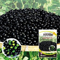 서리태씨 서리태종자 씨앗 30g 대포장 500g